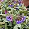 Pulmonaria `Trevi Fountain` (Miodunka)