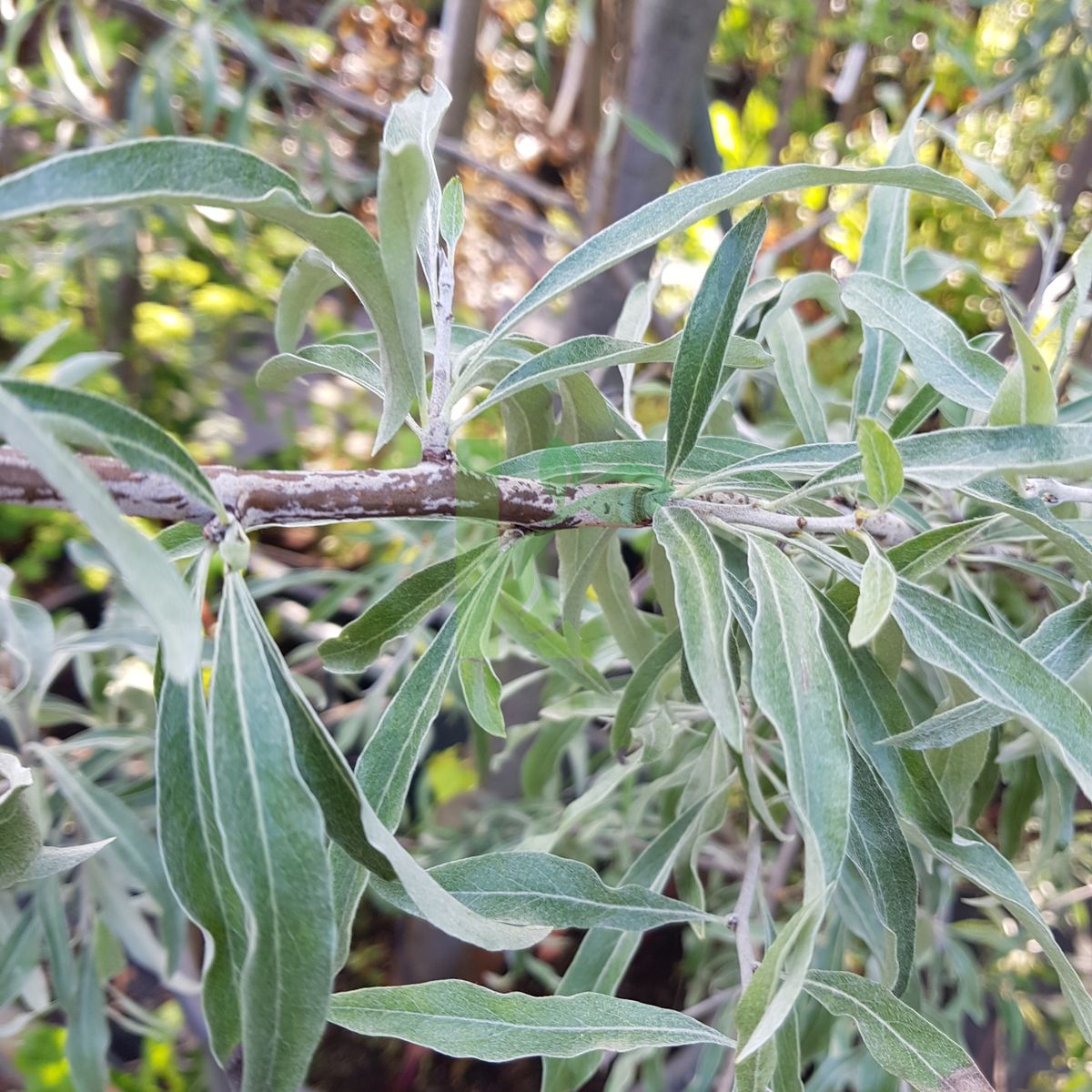 Pyrus salicifolia (Grusza wierzbolistna)