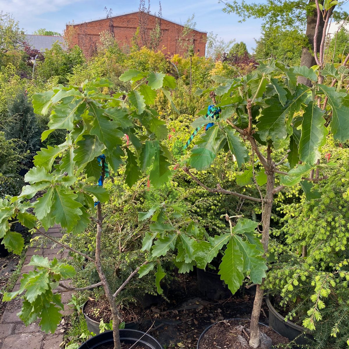 Quercus dentata `Carl Ferris Miller` (Dąb zębaty)