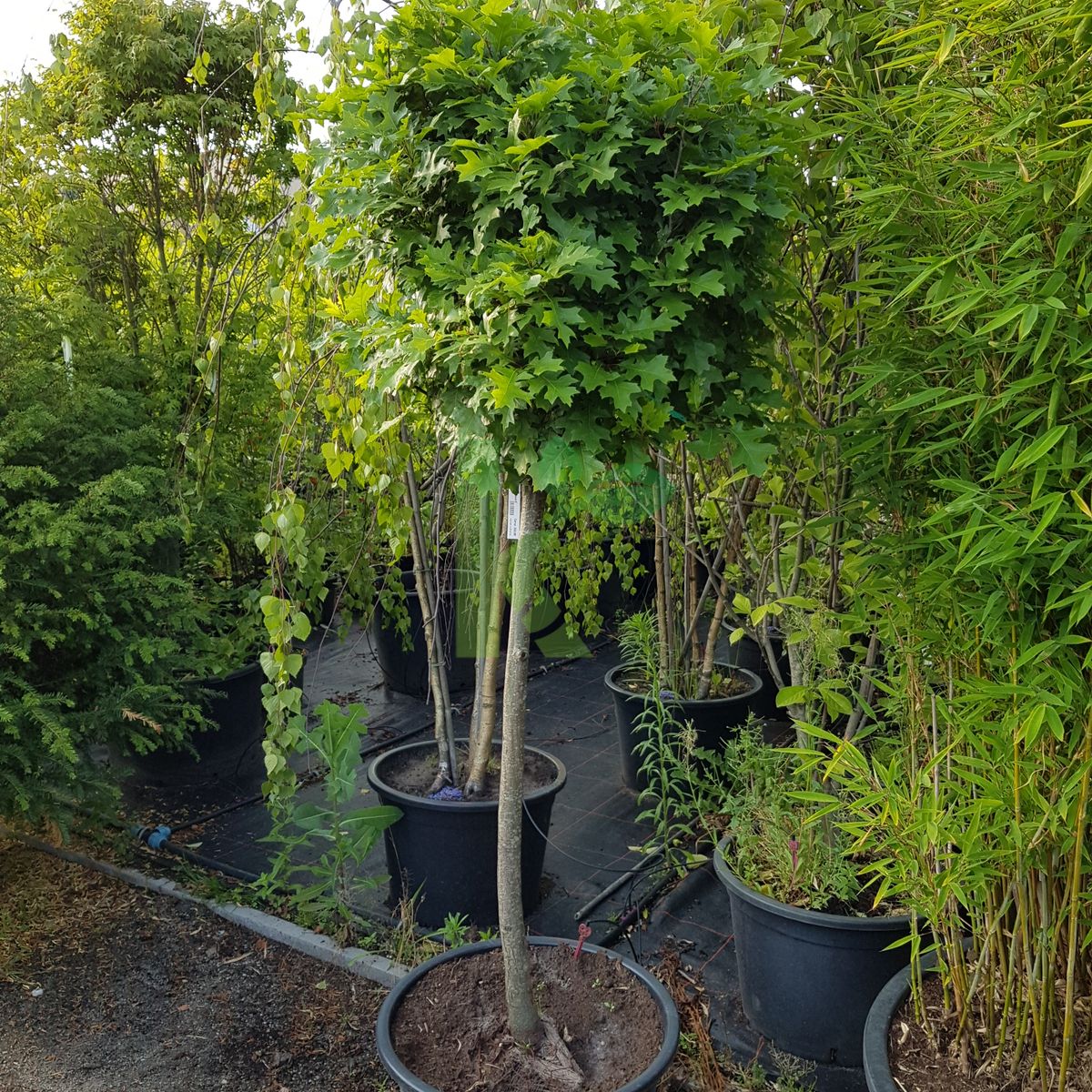 Quercus palustris `Green Dwarf` (Dąb błotny)