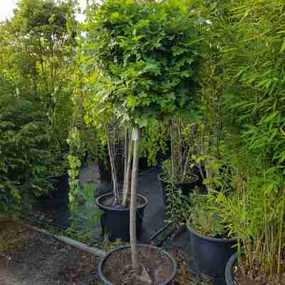 Quercus palustris `Green Dwarf` (Dąb błotny)