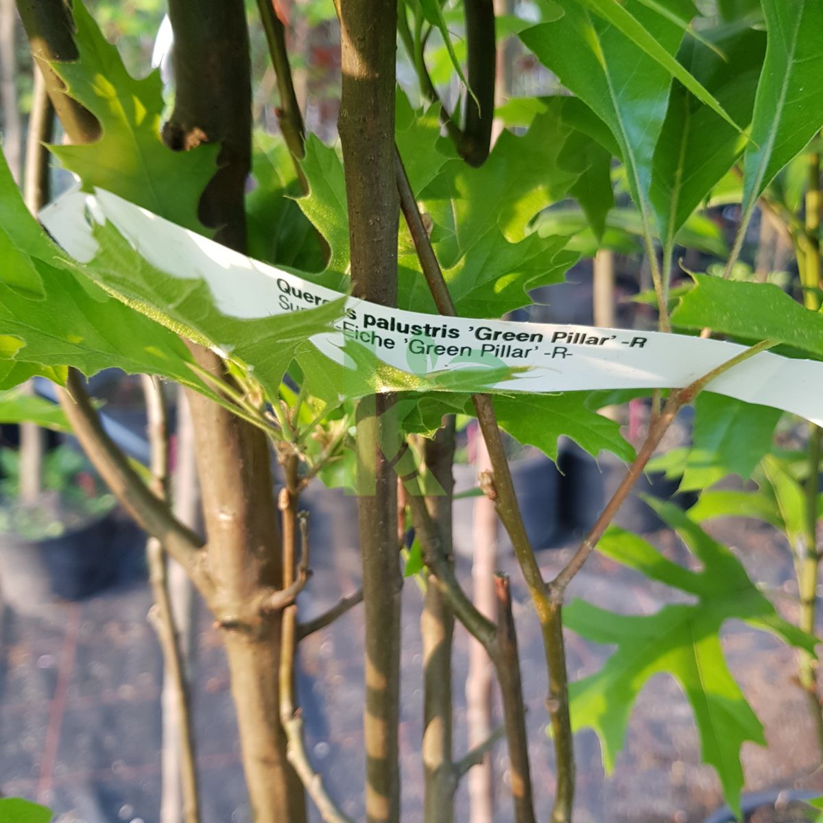 Quercus palustris `Green Pillar` (Dąb błotny)