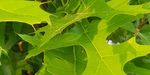 Quercus palustris `Green Pillar` (Dąb błotny `Green Pillar`)