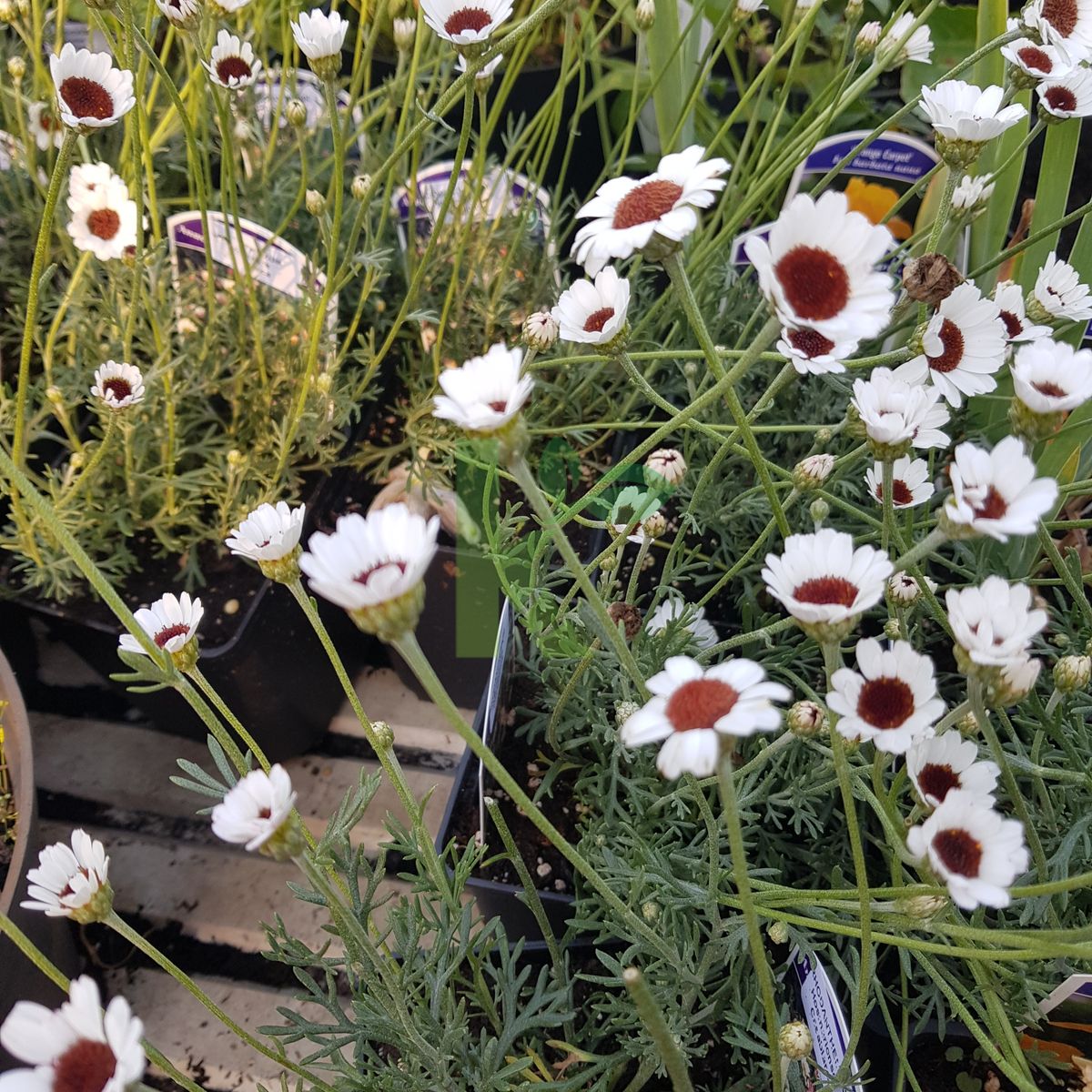 Rhodanthemum hosmariense `Casablanca` (Stokrotka marokańska)