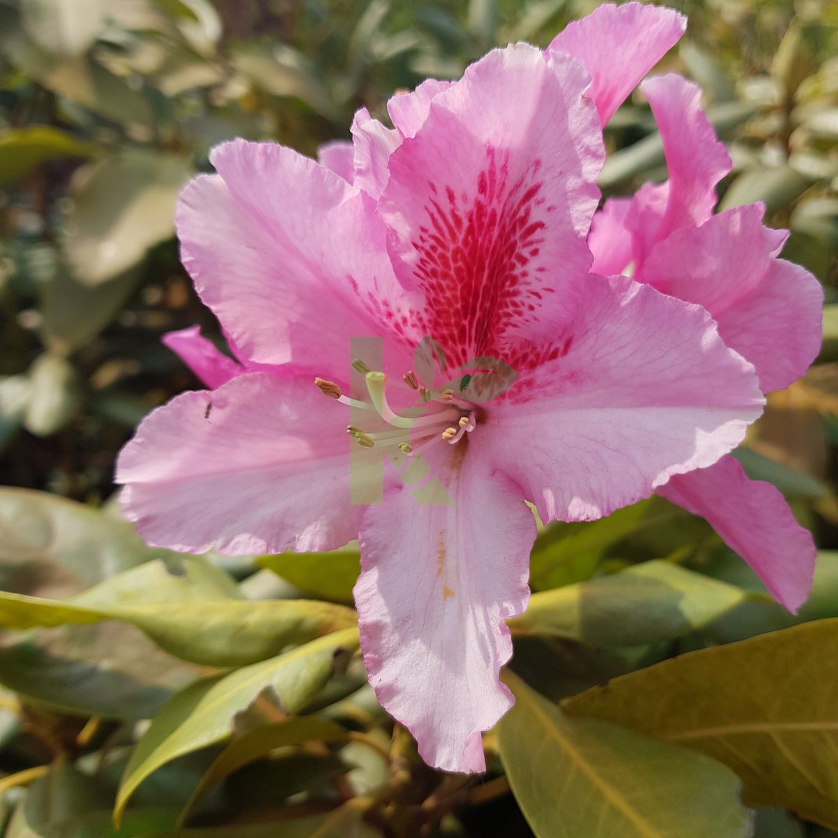 Rhododendron `Anastasia` (Różanecznik)