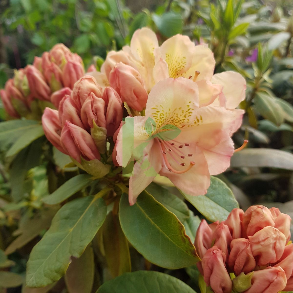 Rhododendron `Belkanto` (Różanecznik)