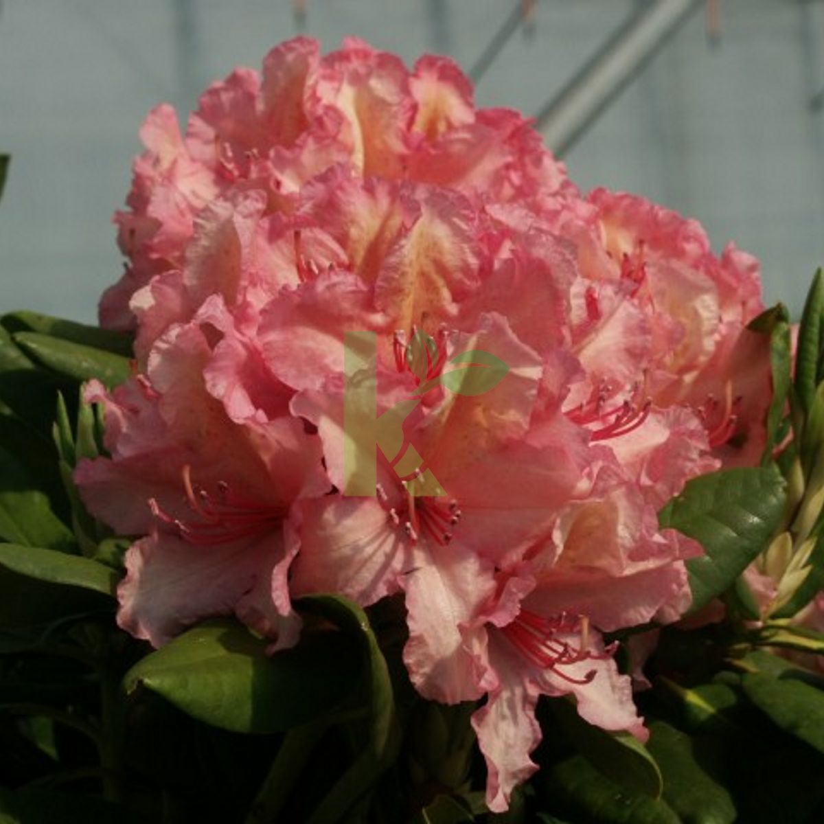 Rhododendron `Brasilia` (Różanecznik)