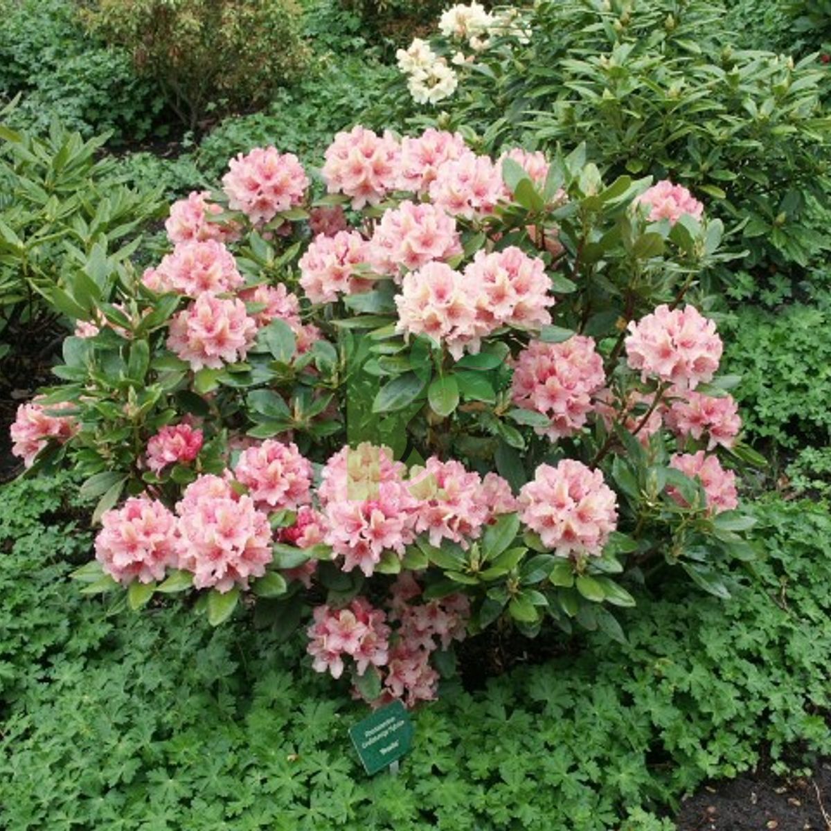 Rhododendron `Brasilia` (Ranecznik) | Kaczergis