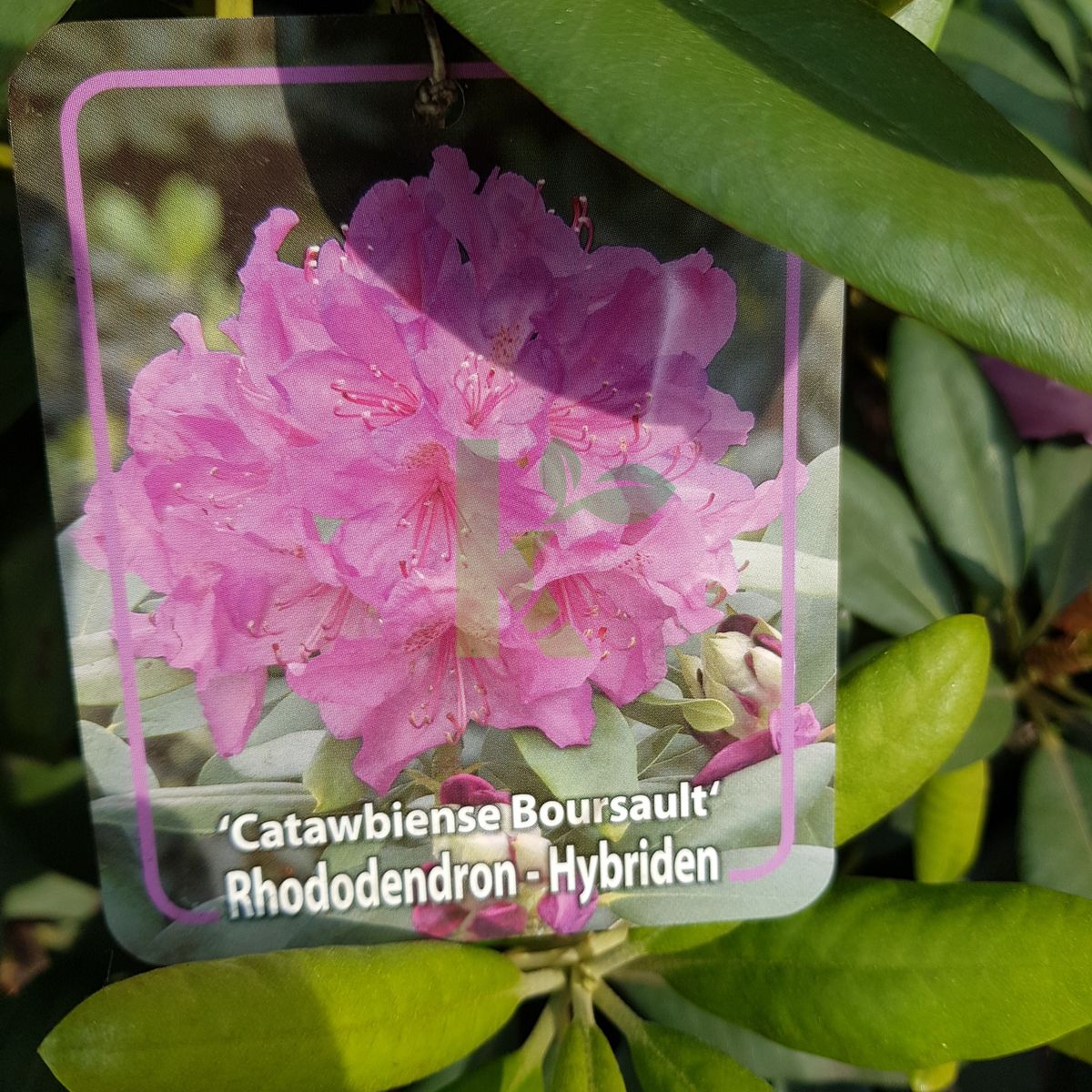 Rhododendron `Catawbiense Boursault` (Różanecznik)