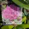 Rhododendron `Catawbiense Boursault` (Różanecznik)