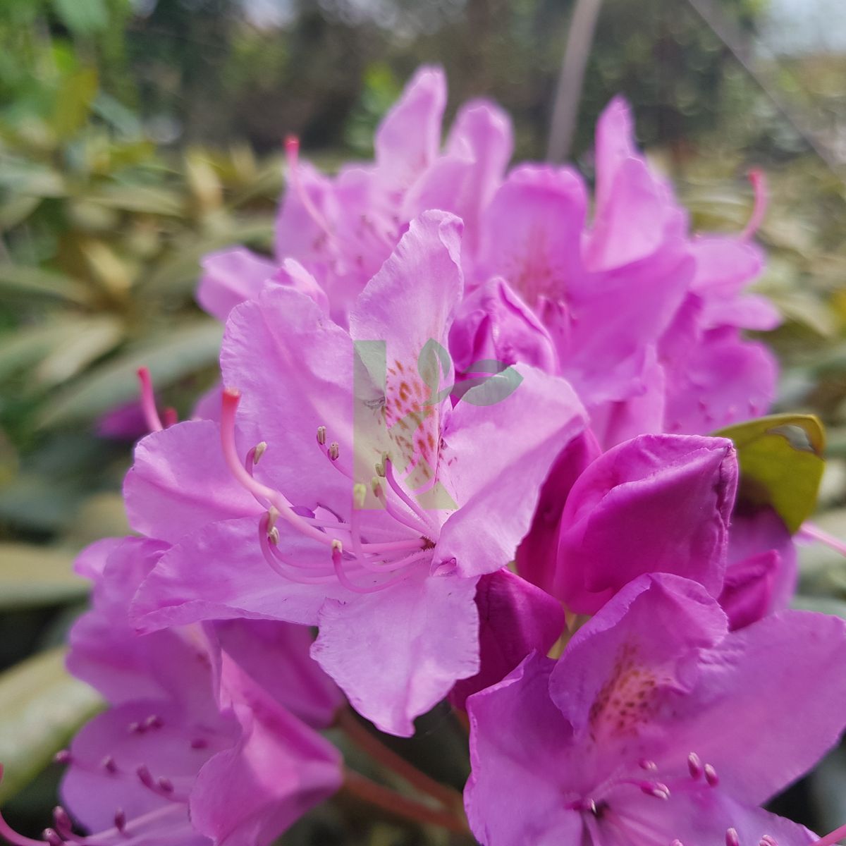 Rhododendron `Catawbiense Grandiflorum` (Różanecznik)