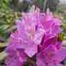 Rhododendron `Catawbiense Grandiflorum` (Różanecznik)