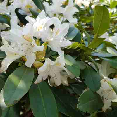 Rhododendron `Cunningham's White` (Różanecznik)