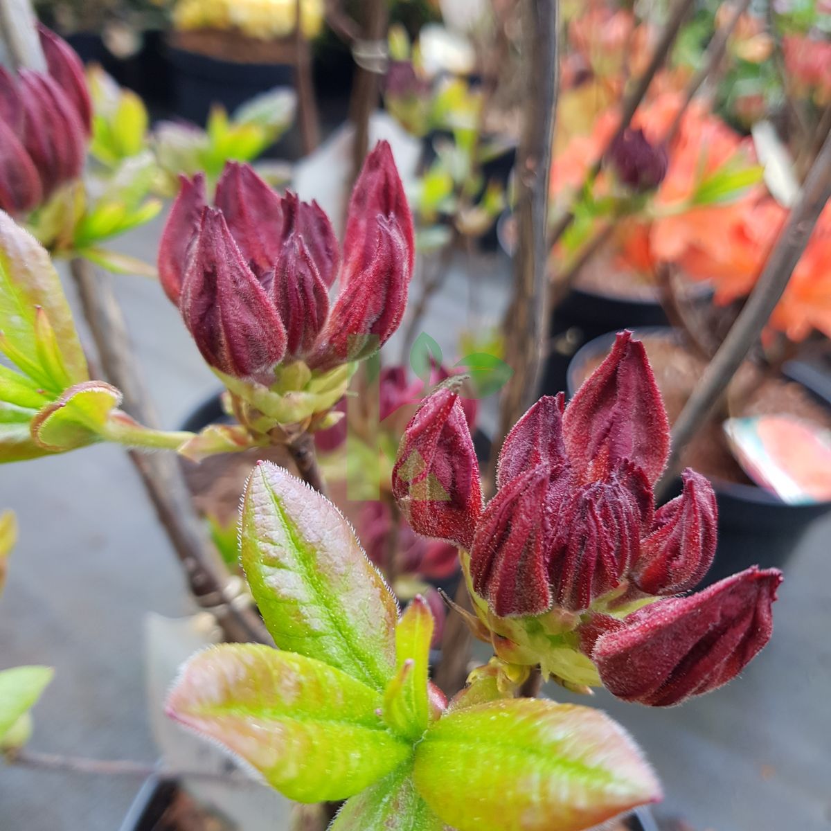 Rhododendron `Doloroso` (Azalia)