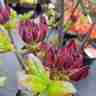 Rhododendron `Doloroso` (Azalia)