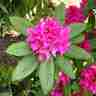 Rhododendron `Dr H.C.Dresselhuys` (Różanecznik)