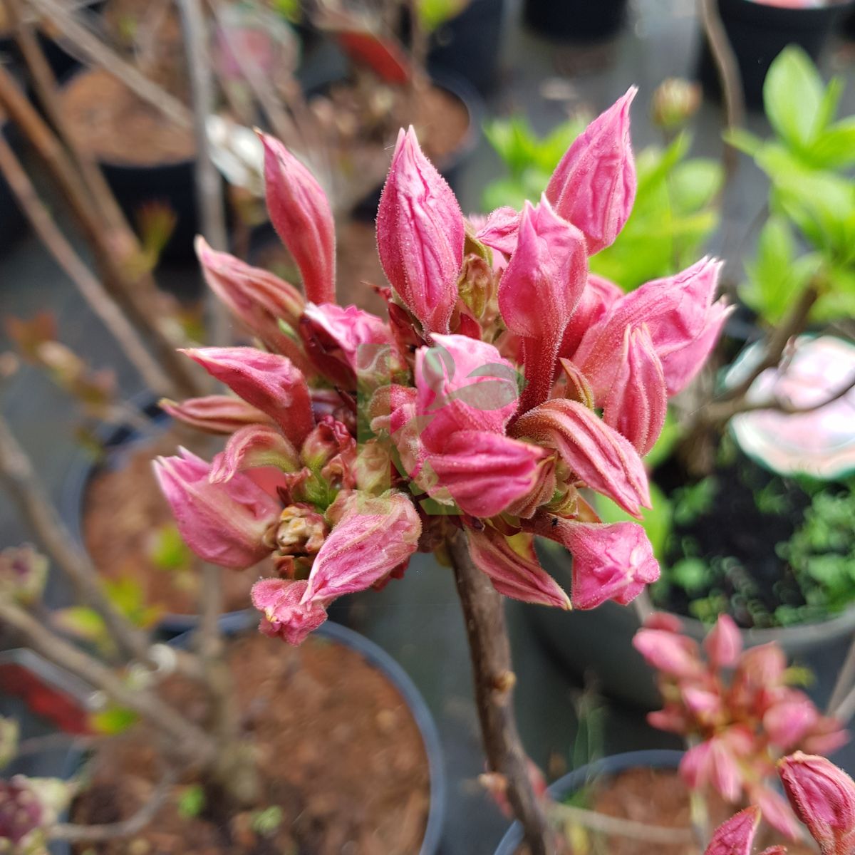 Rhododendron `Fanny` (Azalia)