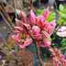 Rhododendron `Fanny` (Azalia)