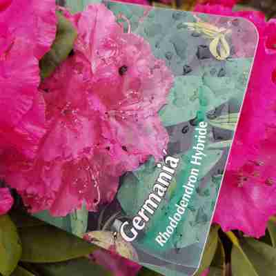 Rhododendron `Germania` (Różanecznik)