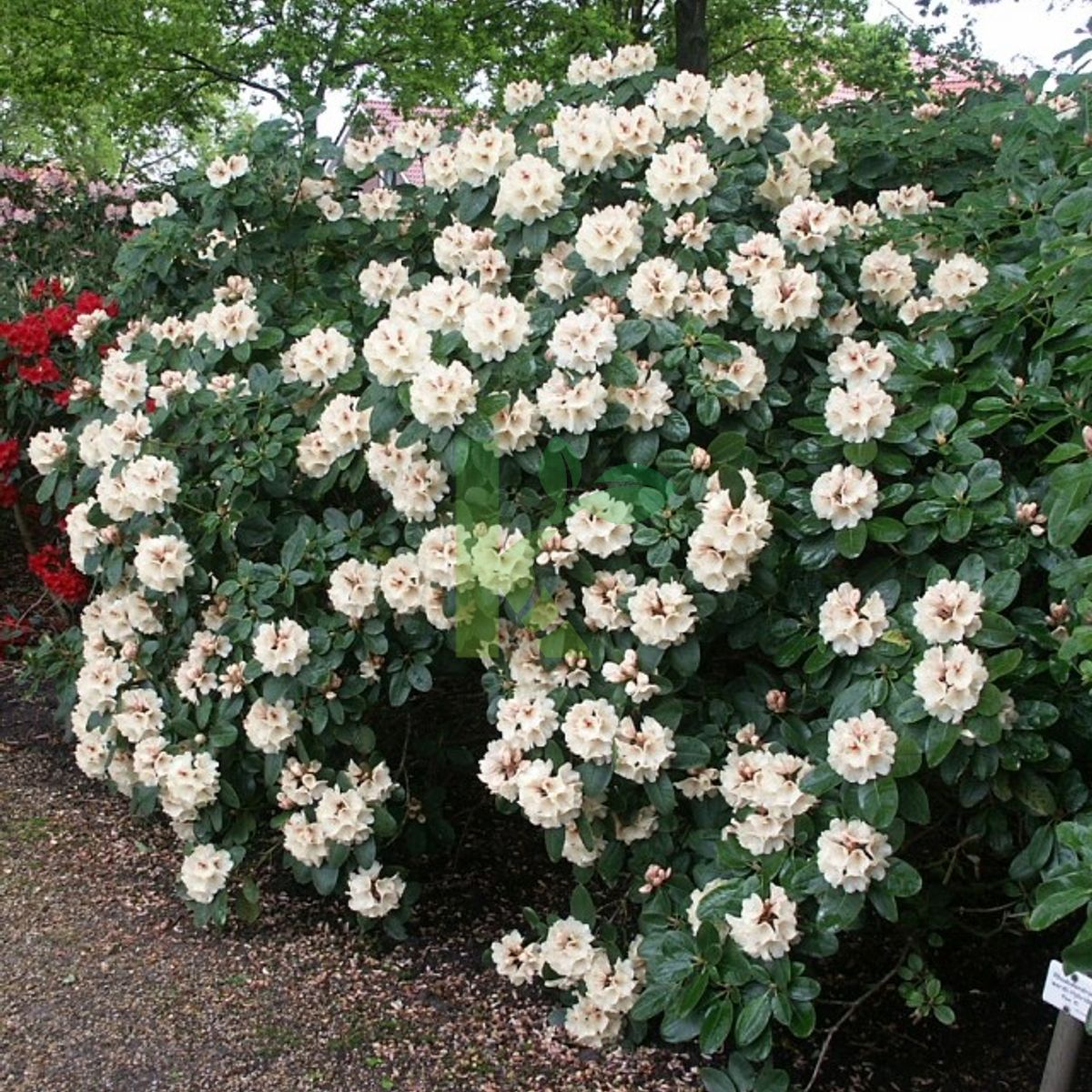 Rhododendron `Goldbukett` (Różanecznik)