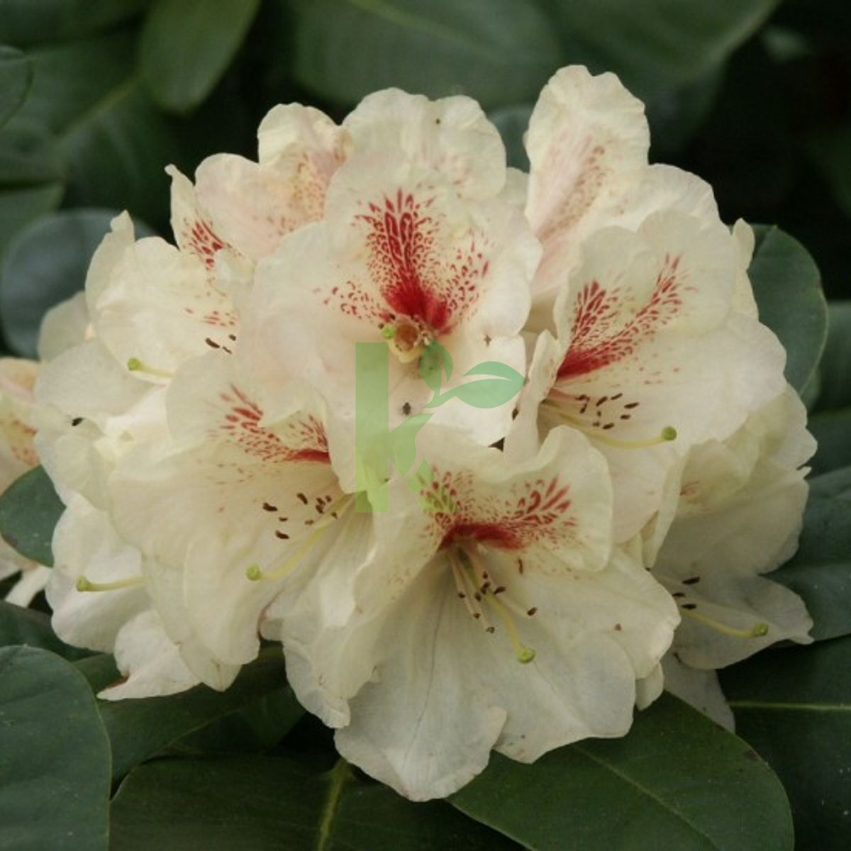 rhododendron online bestellen Rhododendron rot kaufen | Rhododendron 'Nova Zembla'