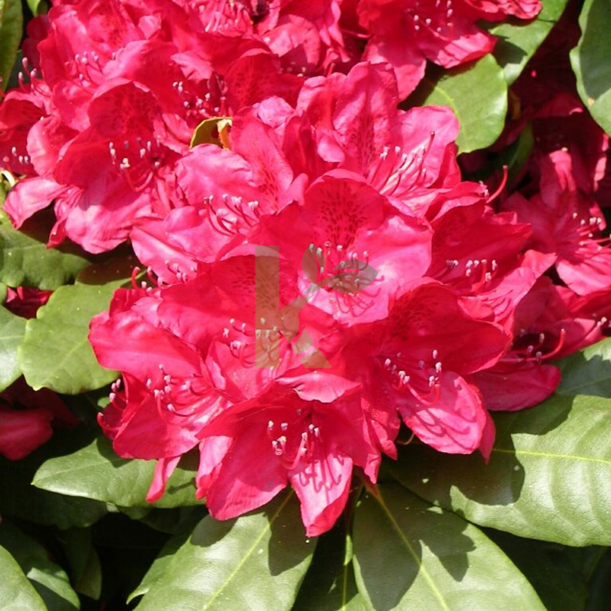 Rhododendron `Hachmann's Feuerschein` (Różanecznik)