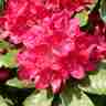 Rhododendron `Hachmann's Feuerschein` (Różanecznik)