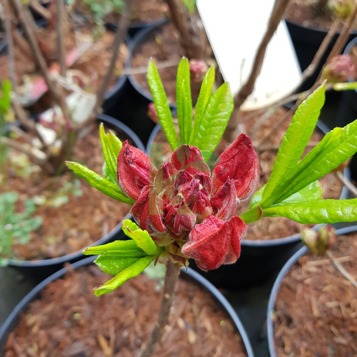 Rhododendron `Juanita` (Azalia)