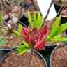 Rhododendron `Juanita` (Azalia)