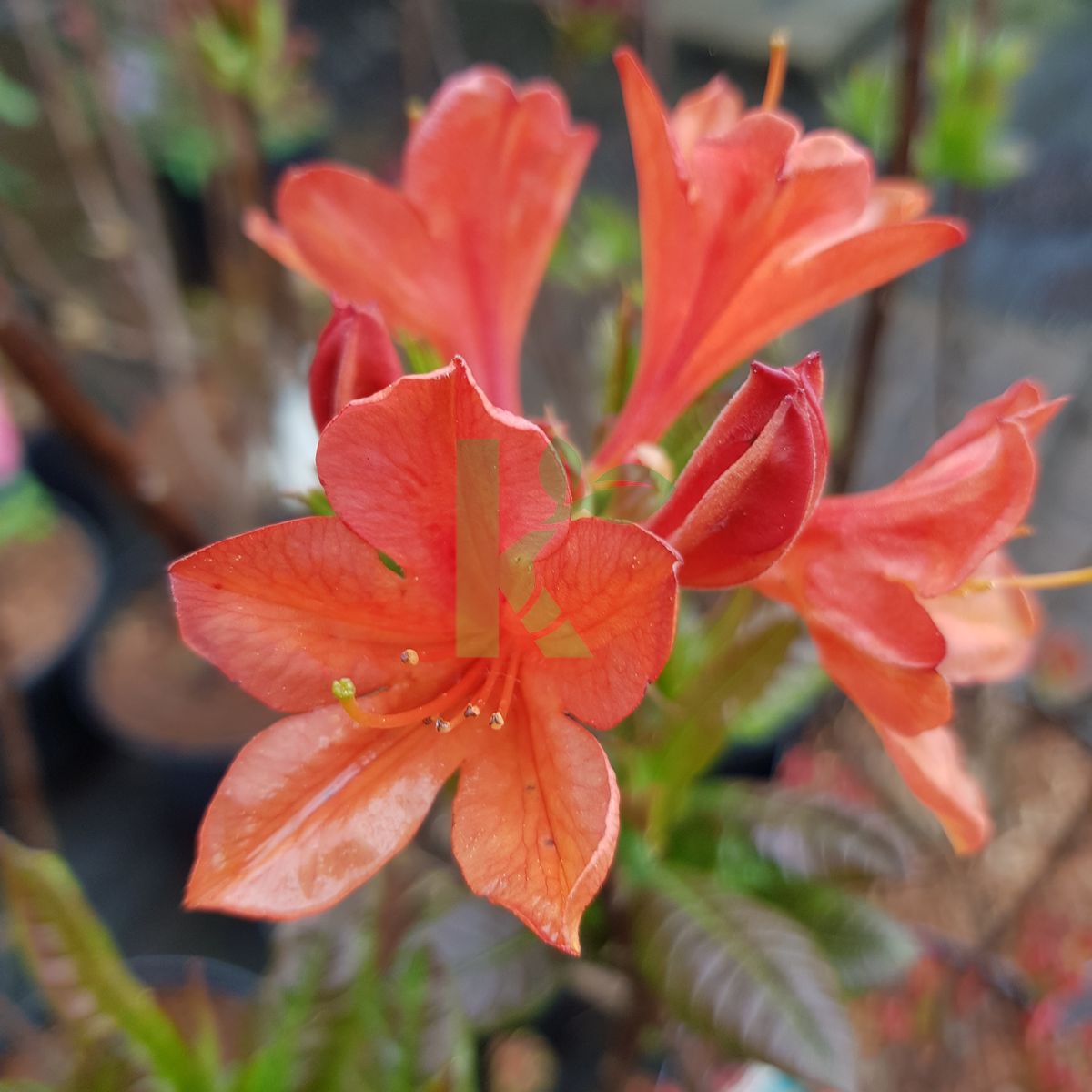 Rhododendron `Klondyke` (Azalia)