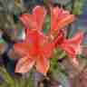 Rhododendron `Klondyke` (Azalia)