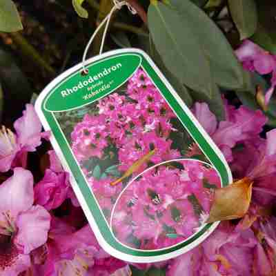 Rhododendron `Kokardia` (Różanecznik)