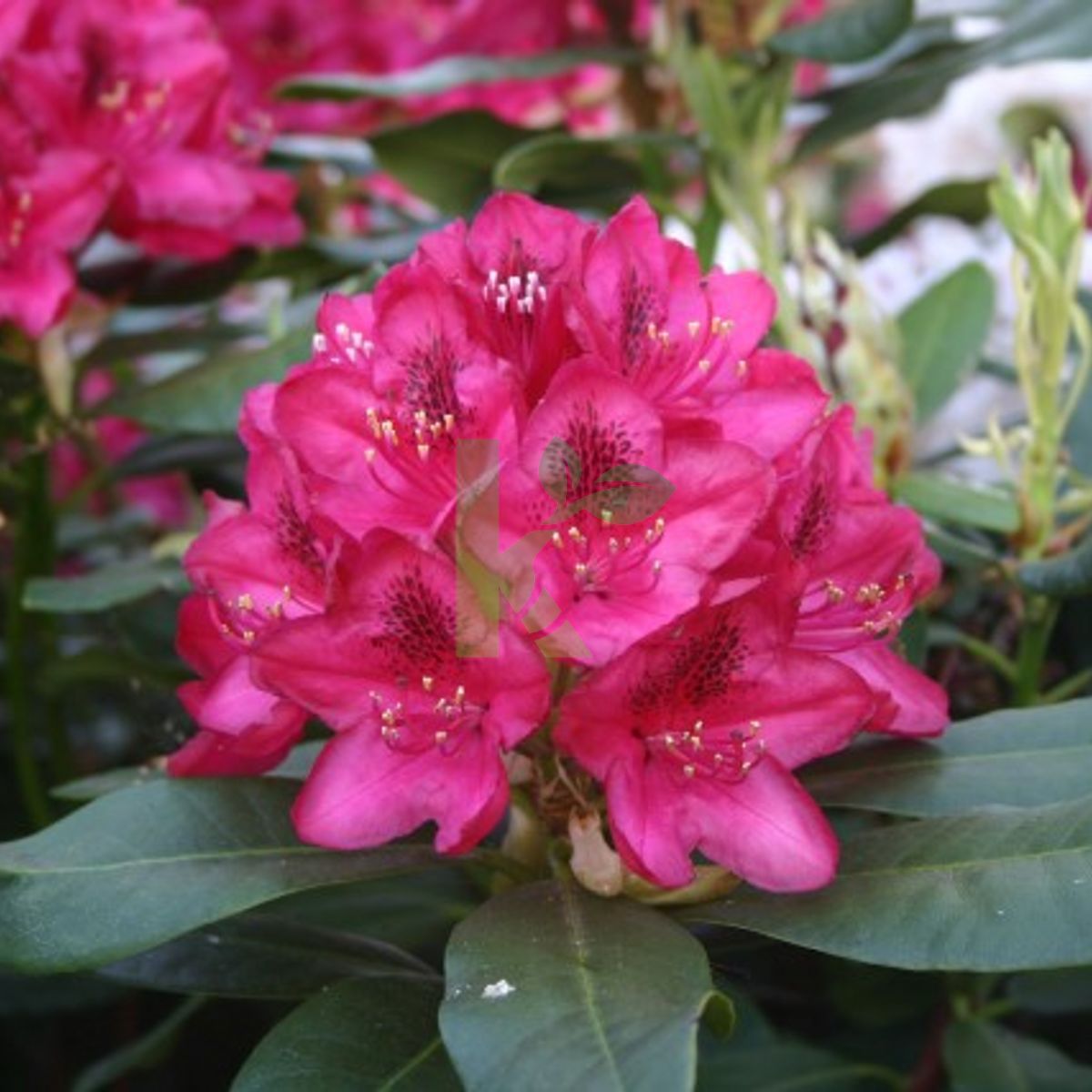 Rhododendron `Nova Zembla` (Różanecznik)
