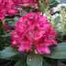 Rhododendron `Nova Zembla` (Różanecznik)