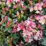 Rhododendron `Percy Wiseman` (Różanecznik)