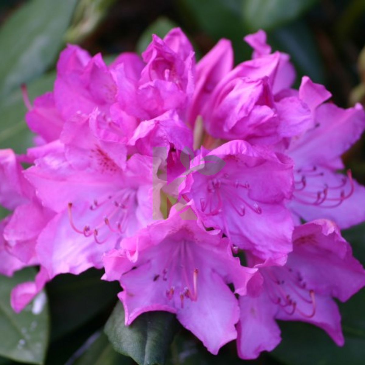 Rhododendron `Roseum Elegans` (Różanecznik)