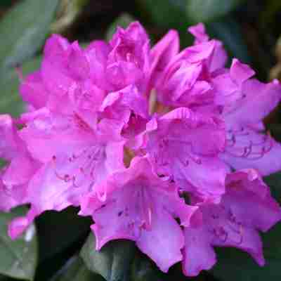 Rhododendron `Roseum Elegans` (Różanecznik)