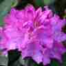 Rhododendron `Roseum Elegans` (Różanecznik)