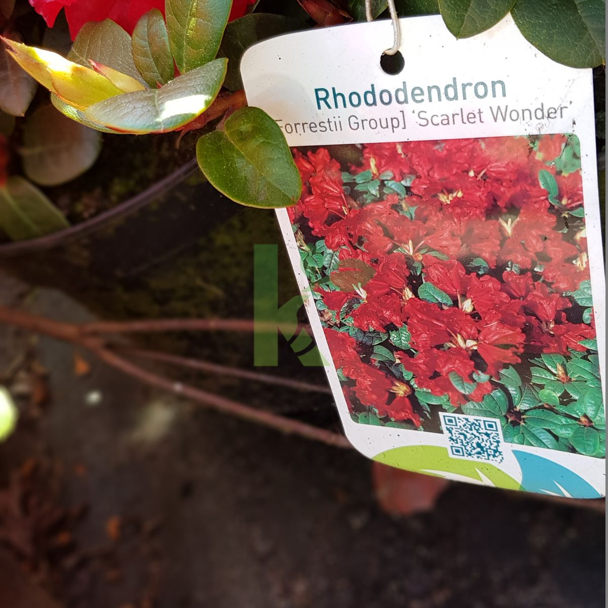 Rhododendron `Scarlet Wonder` (Różanecznik)