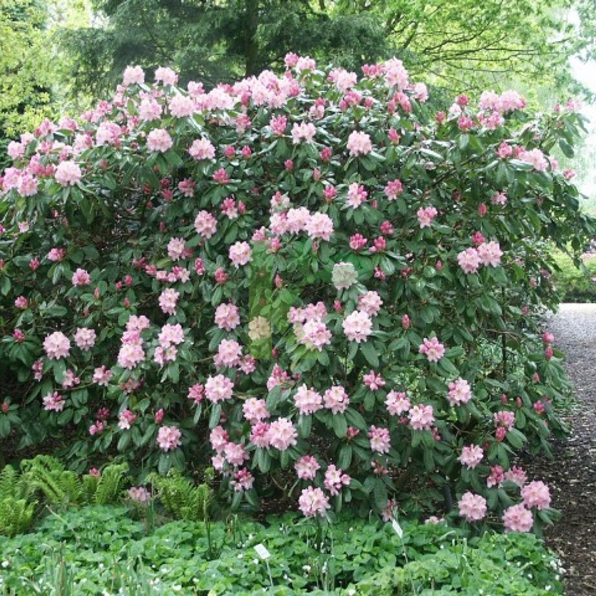 Rhododendron `Scintillation` (Różanecznik)