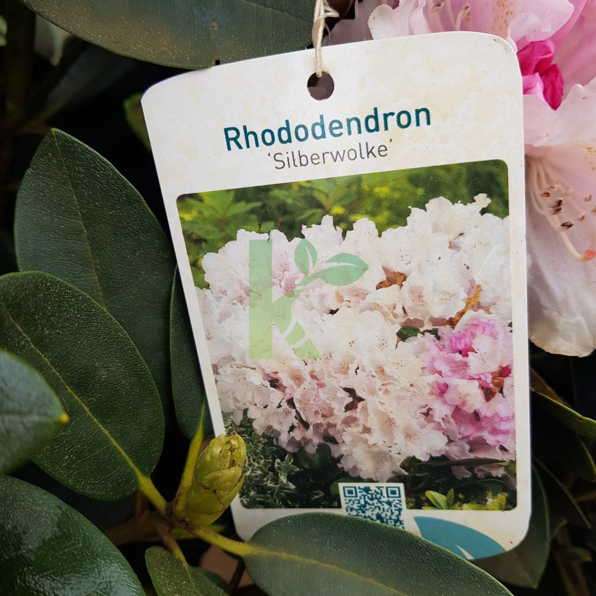 Rhododendron `Silberwolke` (Różanecznik)