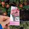 Rhododendron `Wine and Roses` (Różanecznik)