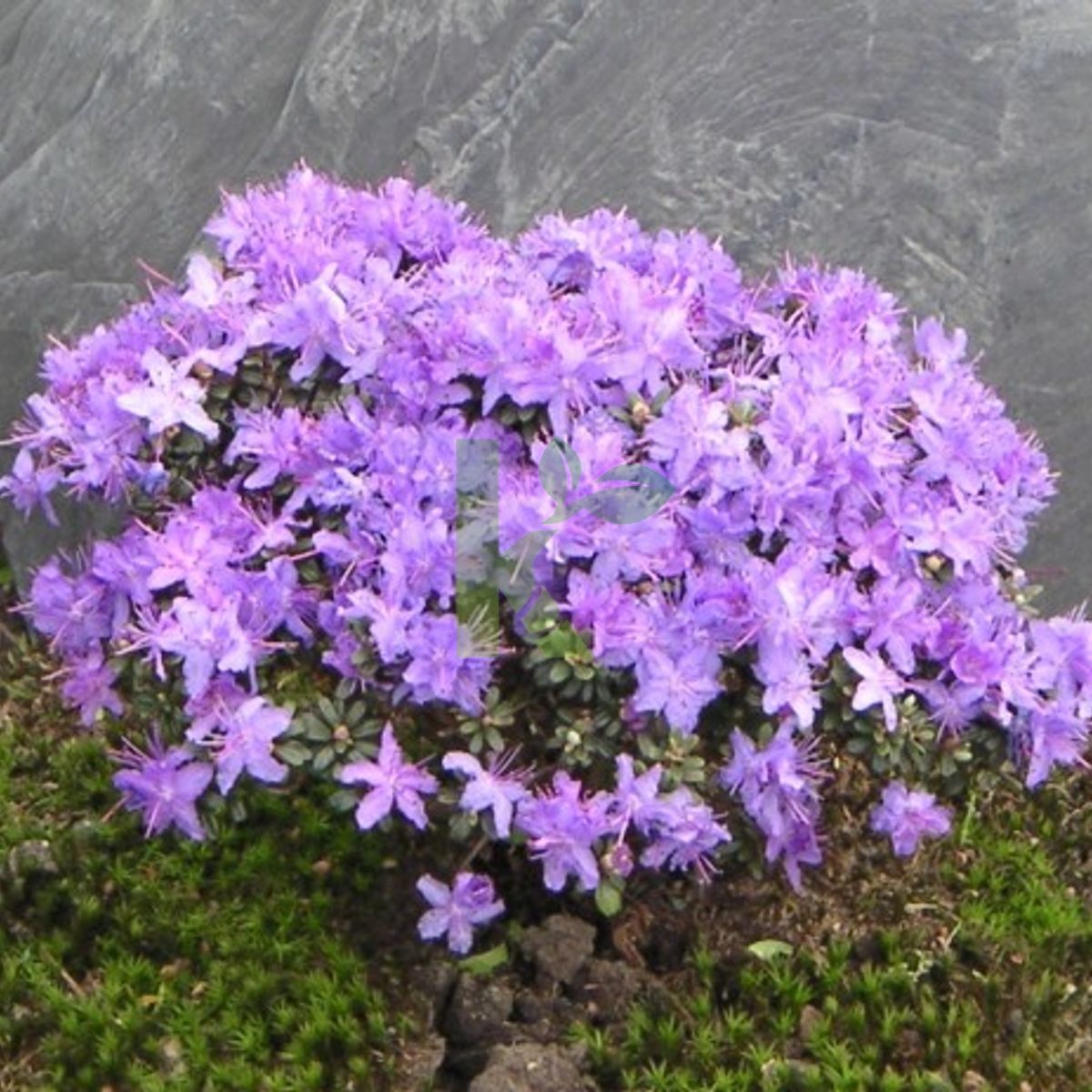 Rhododendron impeditum (Różanecznik gęsty)