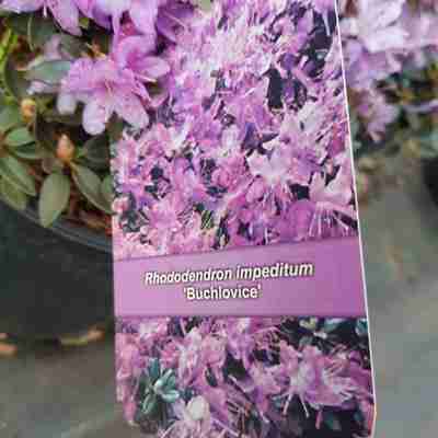Rhododendron impeditum `Buchlovice` (Różanecznik)
