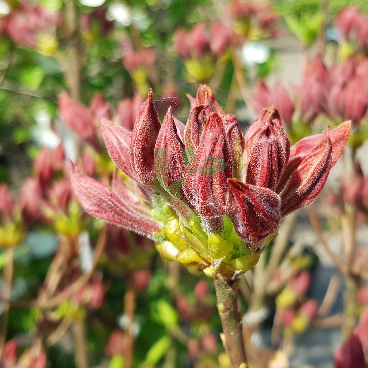 Rhododendron luteum `Brazil` (Azalia pontyjska)