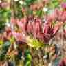 Rhododendron luteum `Brazil` (Azalia pontyjska)