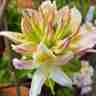 Rhododendron occidentale `Irene Koster` (Azalia wielkokwiatowa)