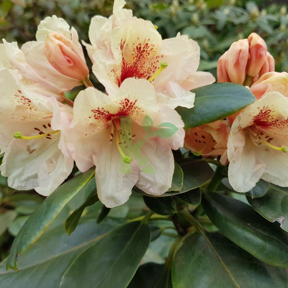 Rhododendron yakushimanum `Flava` (Różanecznik jakuszimański)