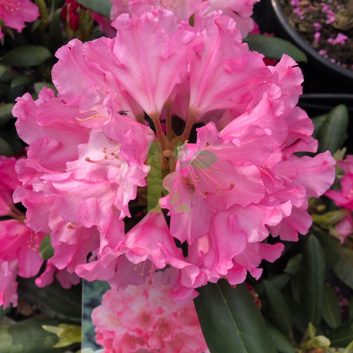 Rhododendron yakushimanum `Kalinka` (Różanecznik jakuszimański)