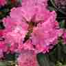 Rhododendron yakushimanum `Kalinka` (Różanecznik jakuszimański)